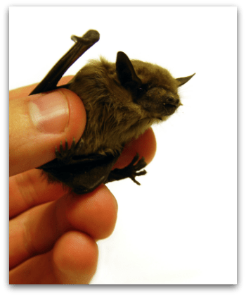 Having a brown bat in your bathroom teaches you how to write consignor contracts